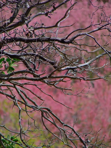 Bare Branches and Pink Blossoms